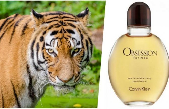 Tigricu koja je ubijala ljude namamimili parfemom Kelvin Klajn