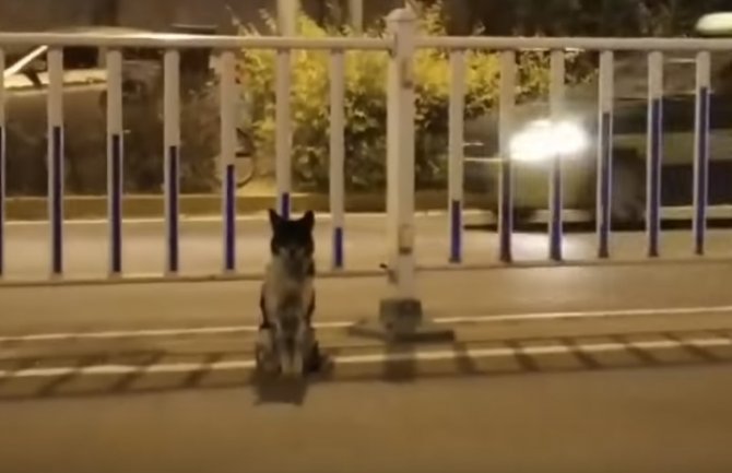 Srceparajuće: Pas 80 dana čeka na istom mjestu gazdaricu koja je preminula(VIDEO)