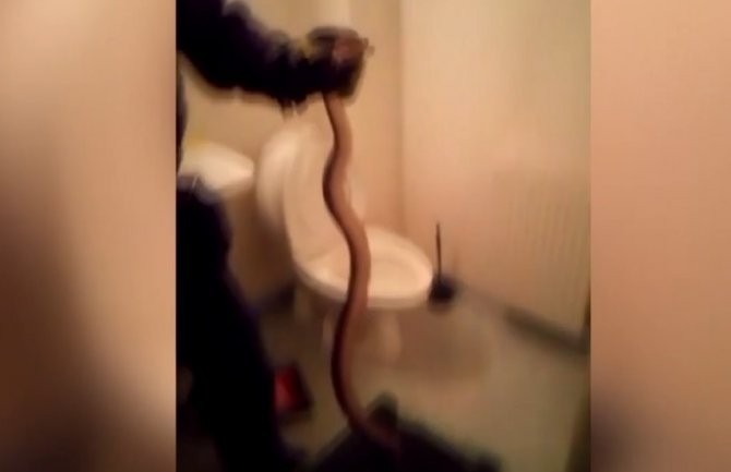 U WC šolji pronašao zmiju dugu metar