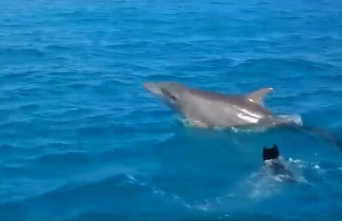 Veseli drugari: Pogledajte igru delfina i psa u moru (VIDEO)