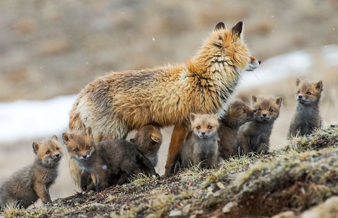 Počela vakcinacija lisica i divljih mesojeda protiv bjesnila, mamci se mogu naći u prirodi, obratite pažnju
