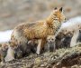 Počela vakcinacija lisica i divljih mesojeda protiv bjesnila, mamci se mogu naći u prirodi, obratite pažnju