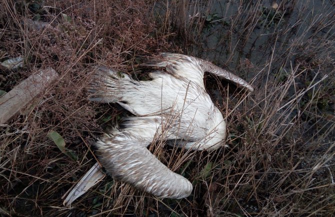 Strogo zaštićene ptice, simboli Evrope, ubijene na Ulcinjskoj solani