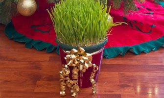 Božićna pšenica:  Evo i 5 savjeta kako da vam ove godine ona bude bogata, lijepa i gusta