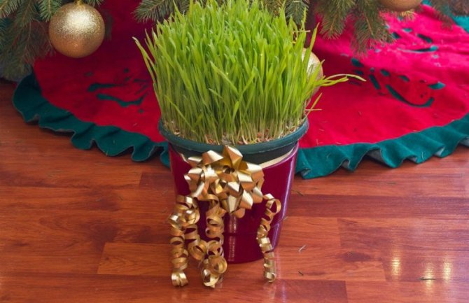Božićna pšenica:  Evo i 5 savjeta kako da vam ove godine ona bude bogata, lijepa i gusta