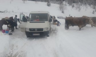 Snijeg i ovog puta odsjekao bjelopoljska sela Ponikvice i Stožer: Uprezali volove pa prtili 