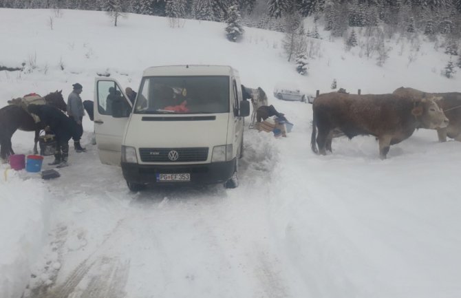 Snijeg i ovog puta odsjekao bjelopoljska sela Ponikvice i Stožer: Uprezali volove pa prtili 