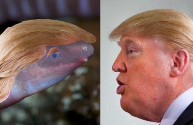 Biolozi vodozemca nazvali po Donaldu Trampu