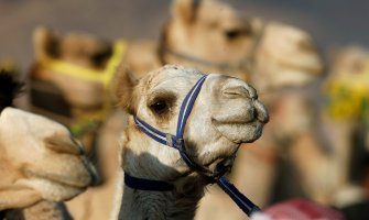 Opština Lebane, zbog razvoja turizma, kupuje dvije kamile