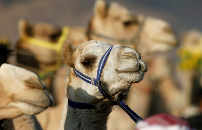 Opština Lebane, zbog razvoja turizma, kupuje dvije kamile