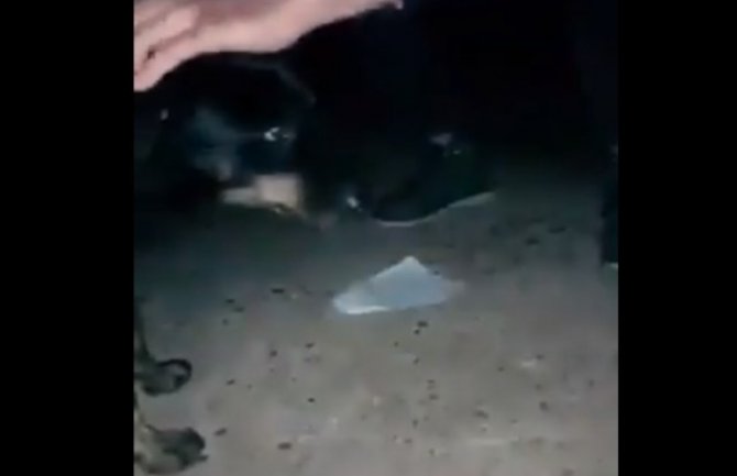 Mladić nožem ubio psa, djevojka snimala, ekspresno uhapšeni (VIDEO)