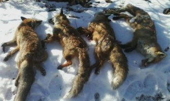 Pljevljaski lovci ustrijelili 44 lisice