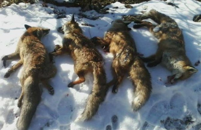 Pljevljaski lovci ustrijelili 44 lisice