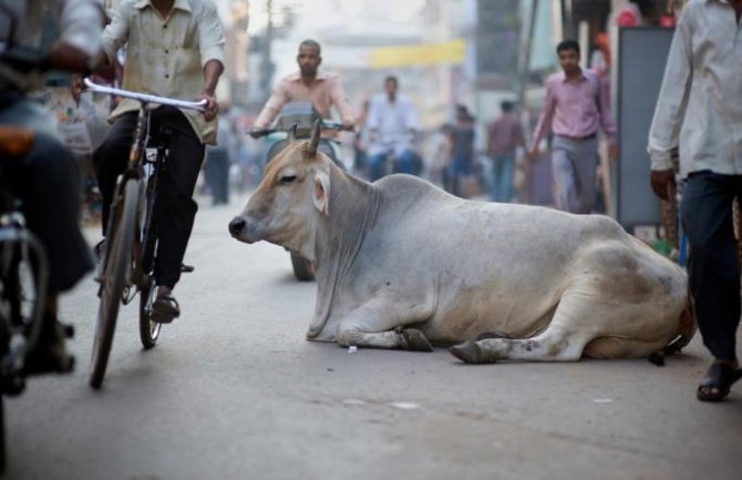 Indija uvela porez za spas krava lutalica