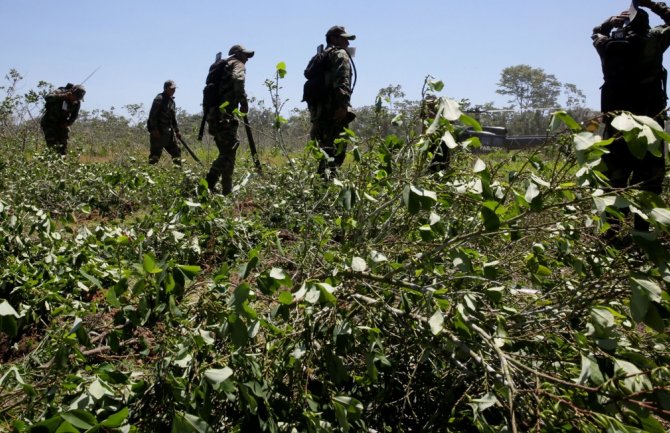 SAD zabrinute zbog rasta proizvodnje koke u Kolumbiji