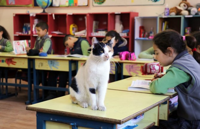  Još jedna škola dozvolila mački da ”sjedne“ u klupe: Pamuk omiljena u razredu(FOTO)