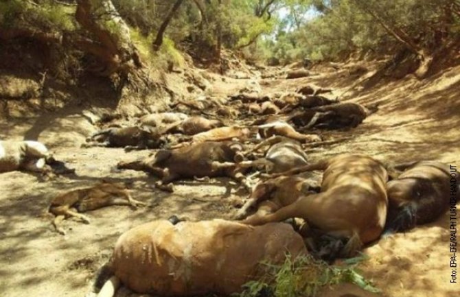 Ekstremne vrućine u Australiji: Uginulo više od 90 divljih konja, 200 eutanizirano (FOTO)