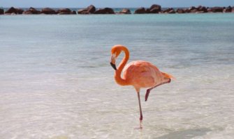 Zašto flamingosi stalno stoje na jednoj nozi?