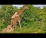 Hrabra žirafa uspjela da preživi brutalan napad čopora lavova (VIDEO)