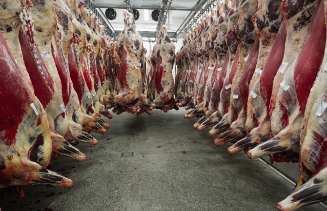 Poljska: Inspektori EU počeli istragu o mesu zaraženih krava