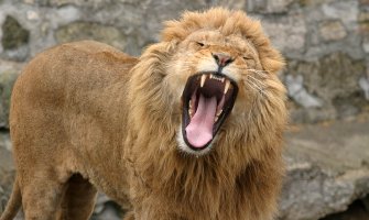 SAD: Muškarac zadavio planinskog lava koji ga je napao