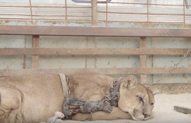Životinje iz cirkusa prvi put na slobodi (VIDEO)