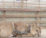 Životinje iz cirkusa prvi put na slobodi (VIDEO)