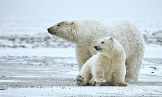 Polarni medvjedi na arhipelagu u Rusiji izazvali vanredno stanje: Stigli do škola i vrtića