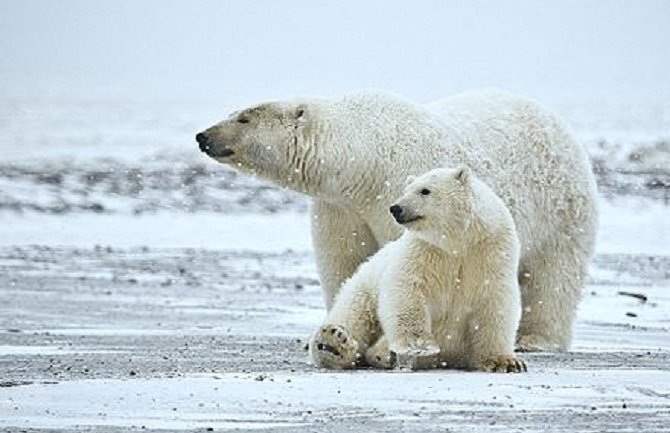Polarni medvjedi na arhipelagu u Rusiji izazvali vanredno stanje: Stigli do škola i vrtića