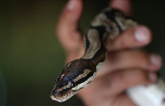 Indonezijska policija priznala da je koristila zmije tokom ispitivanja uhapšenih