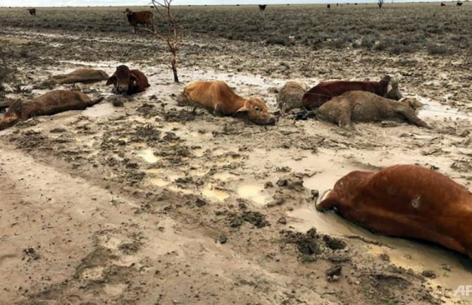 Australija: U poplavama uginulo 300.000 goveda
