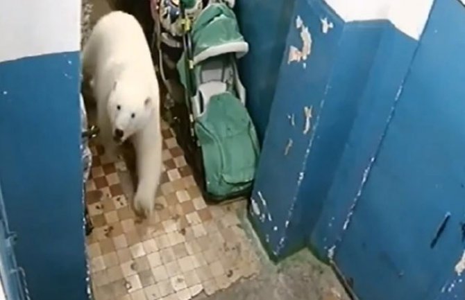 Rusija: Bijeli medvedi stigli do naselja, vojska patrolira ulicama