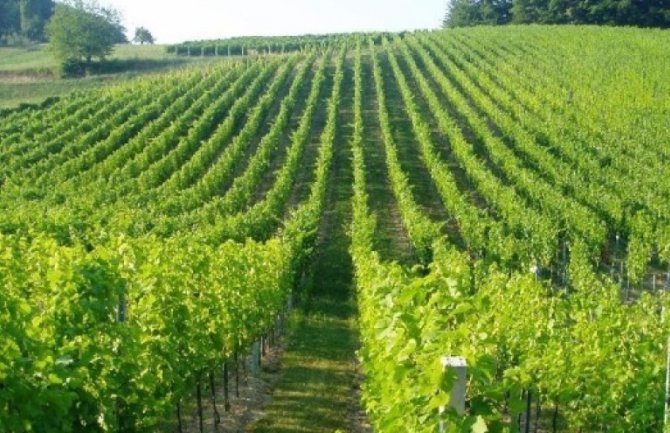 Od 500 do 10.000 eura za podršku investicijama u vinogradarstvu i vinarstvu