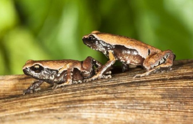 U Indiji pronađena nova vrsta žabe