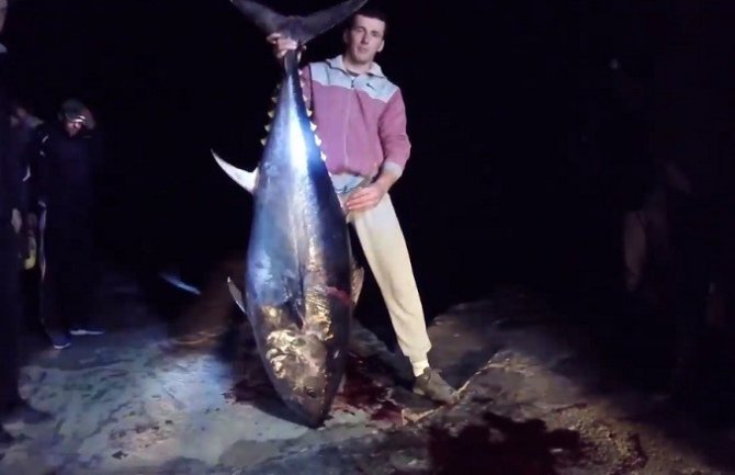 Ulovljena tuna teška 73 kg u Ulcinju