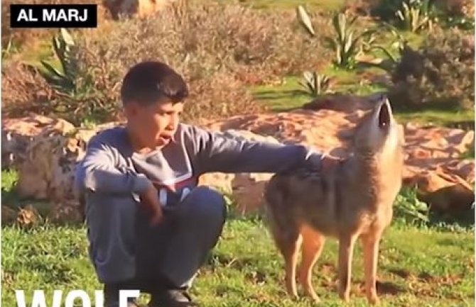 Dječak pripitomio bebu vuka (VIDEO)