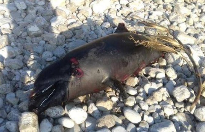Pronašli uginulog delfina na ostrvu Sveti Nikola (VIDEO)