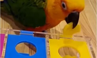  Papagaj naučio da razlikuje boje: Pogledajte kako se snalazi sa zadacima (VIDEO)