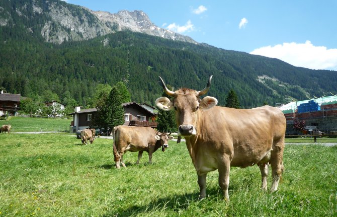 Stočar čija je krava ubila turistu mora da plati pola miliona eura odštete