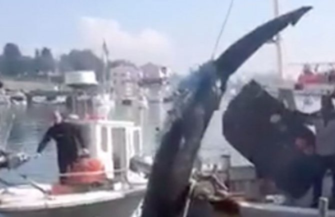 Hrvatski ribar ulovio morskog psa od osam metara (VIDEO)