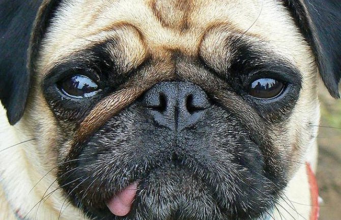 Njemačka: Grad zaplijenio porodici psa zbog duga i prodao ga na Ebay-u