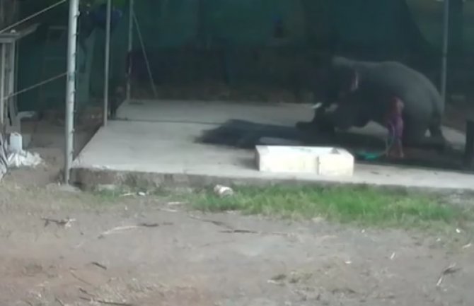 Tukao slona da bi sjeo,  životinja legla na njega i ubila ga (VIDEO)