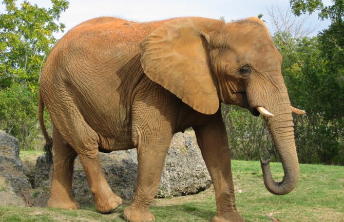 Uginula najtužnija slonica na svijetu u španskom zoološkom vrtu (VIDEO)