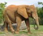 Uginula najtužnija slonica na svijetu u španskom zoološkom vrtu (VIDEO)