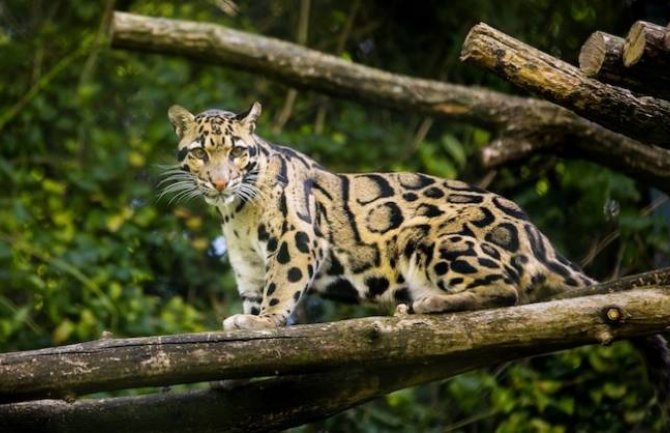 „Izumrli“ leopard pojavio se posle 30 godina