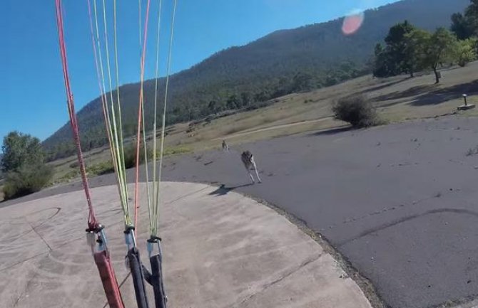 Paraglajderista se spuštao na tlo, a tamo ga dočekao razjareni kengur (VIDEO)