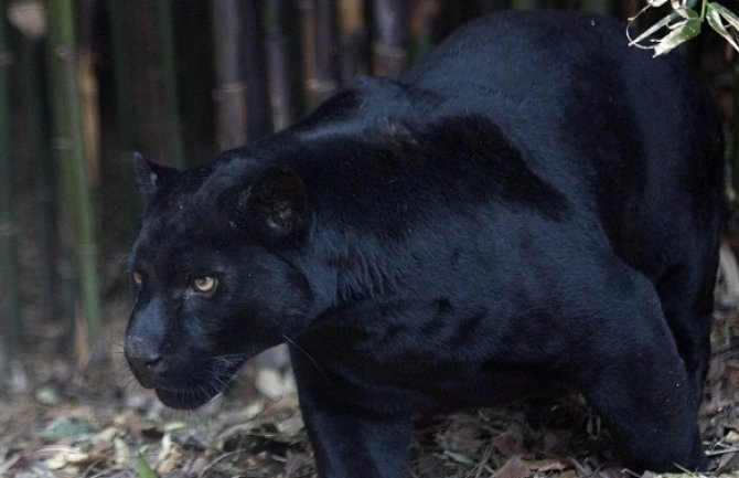 SAD: Pokušala da napravi selfi u zoološkom vrtu,pa je napao jaguar (VIDEO)