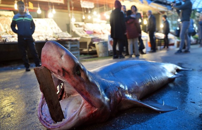 350 kilograma teška morska neman: Turski ribari upecali četiri metra dugog morskog psa (FOTO)