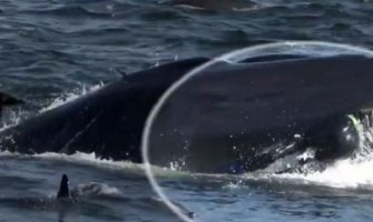 Otišao da roni pa ga progutao kit (VIDEO)