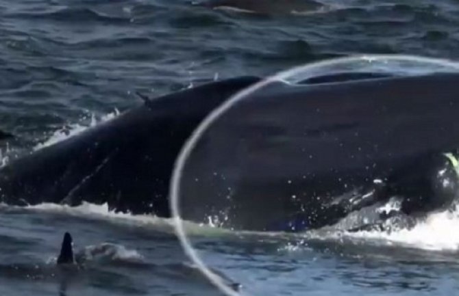 Otišao da roni pa ga progutao kit (VIDEO)